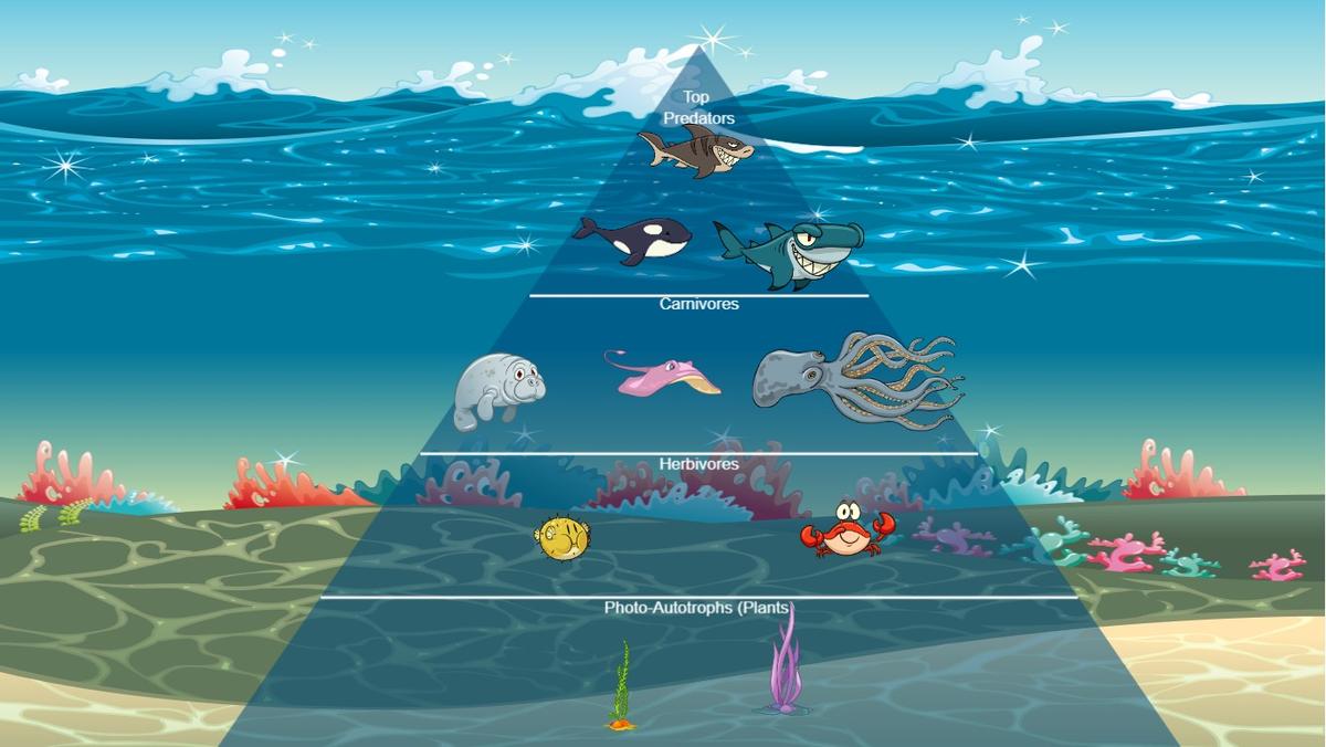 Ocean Ecological Pyramid