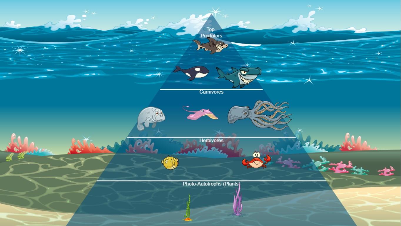 Ocean Ecological Pyramid
