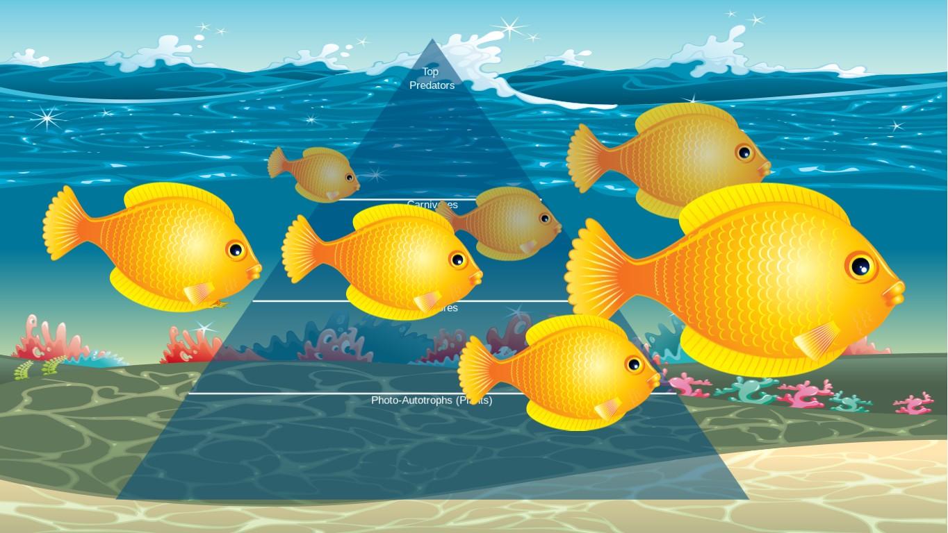Ocean Ecological Pyramid