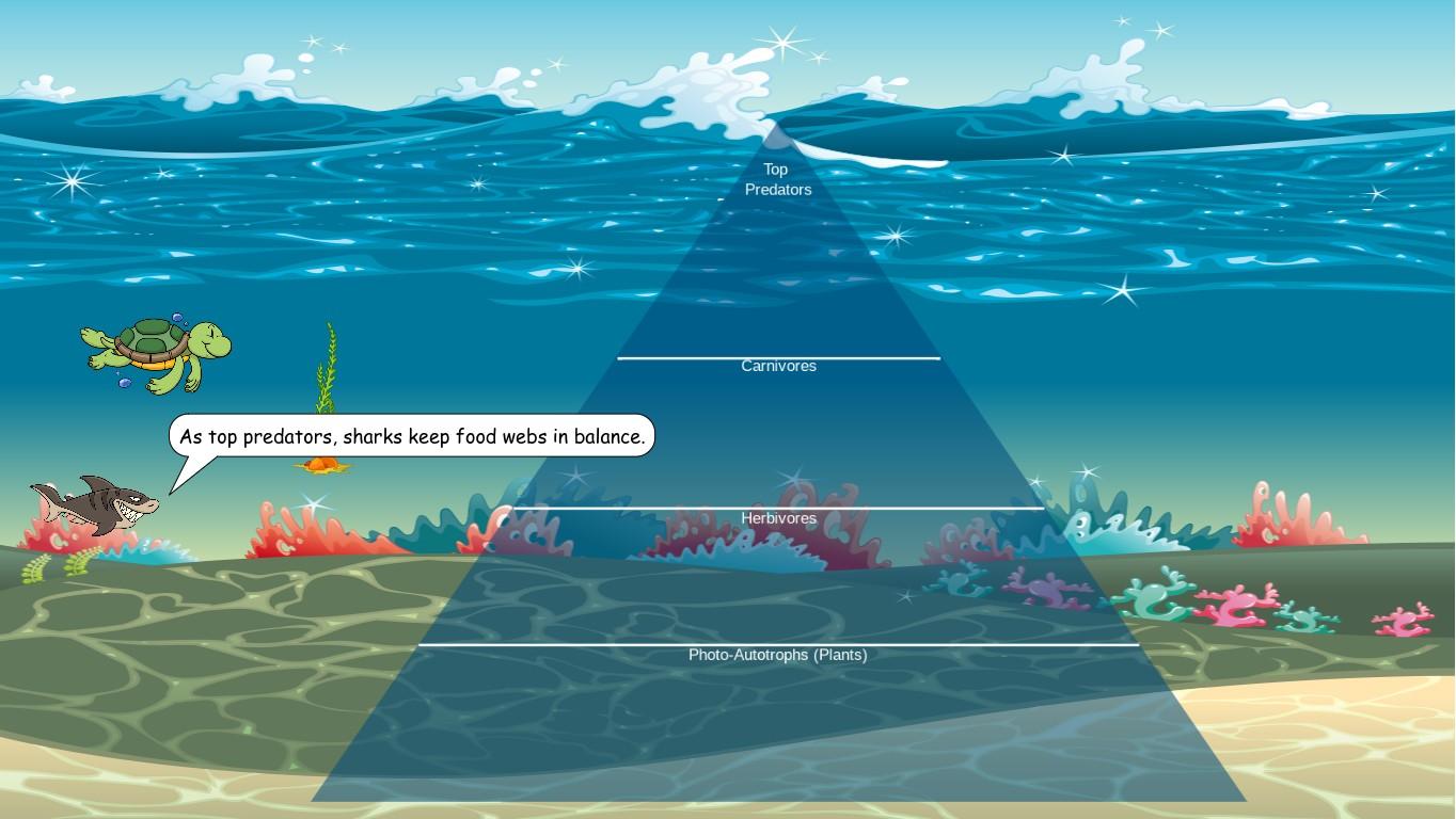 Ocean Ecological Pyramid