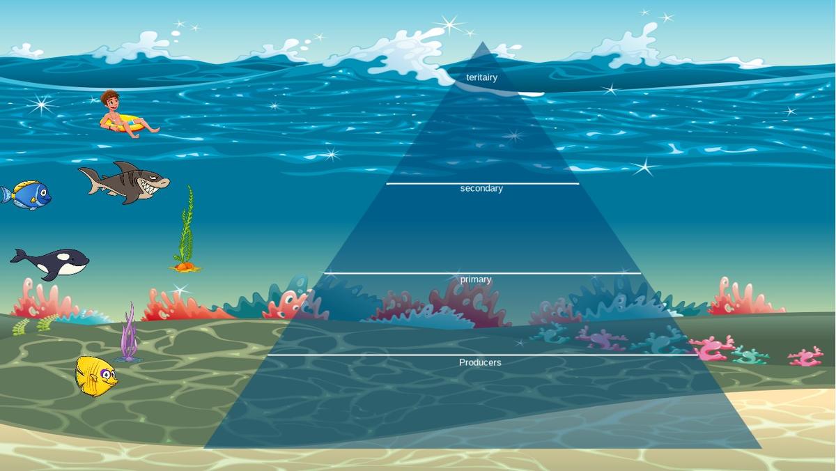 Ocean Ecological Pyramid