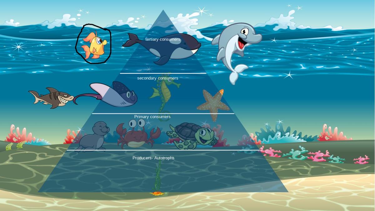 Ocean Ecological Pyramid