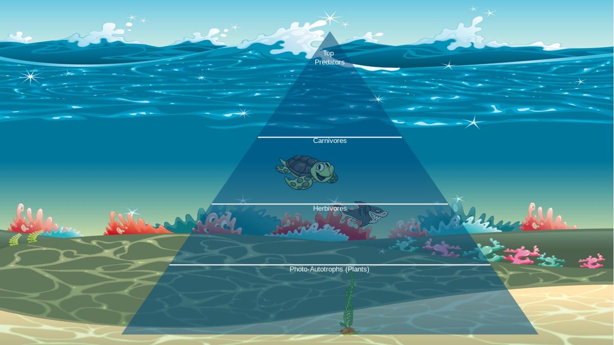 Ocean Ecological Pyramid