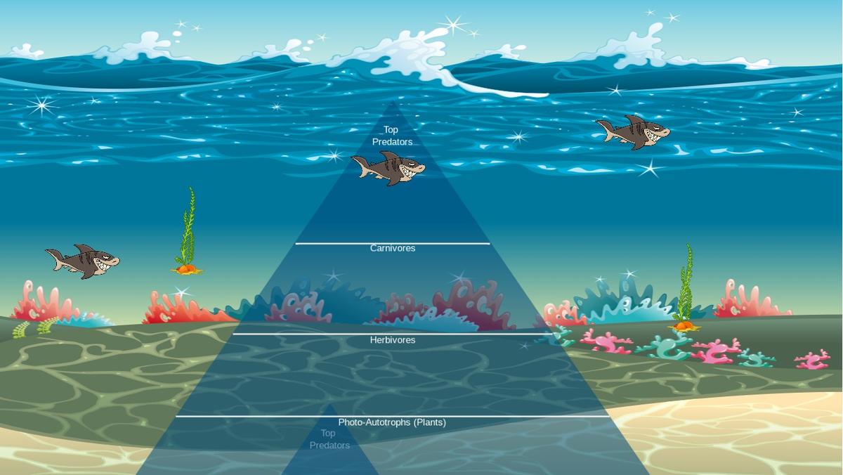Ocean Ecological Pyramid