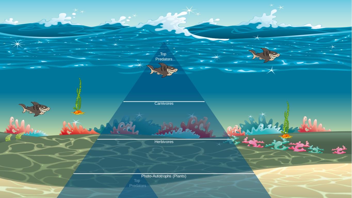 Ocean Ecological Pyramid