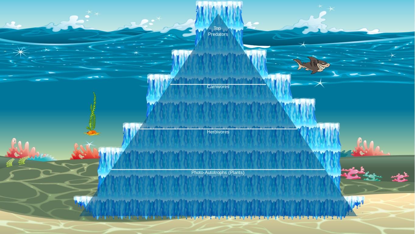 Ocean Ecological Pyramid