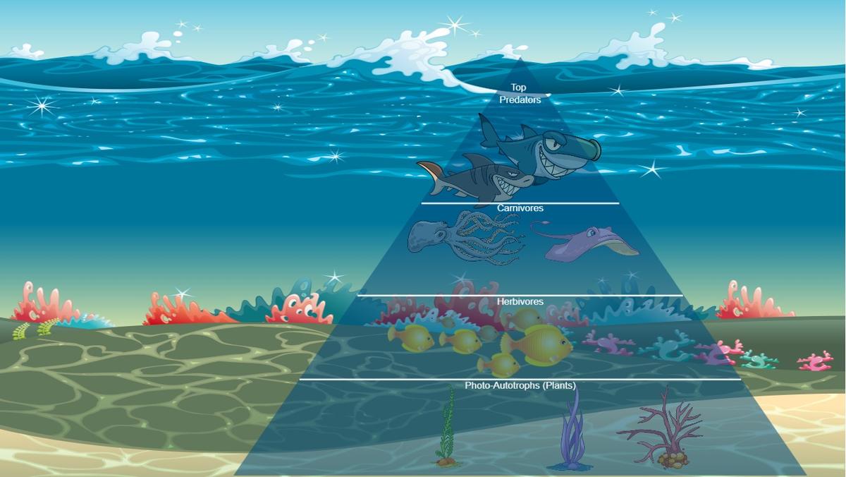 Ocean Ecological Pyramid