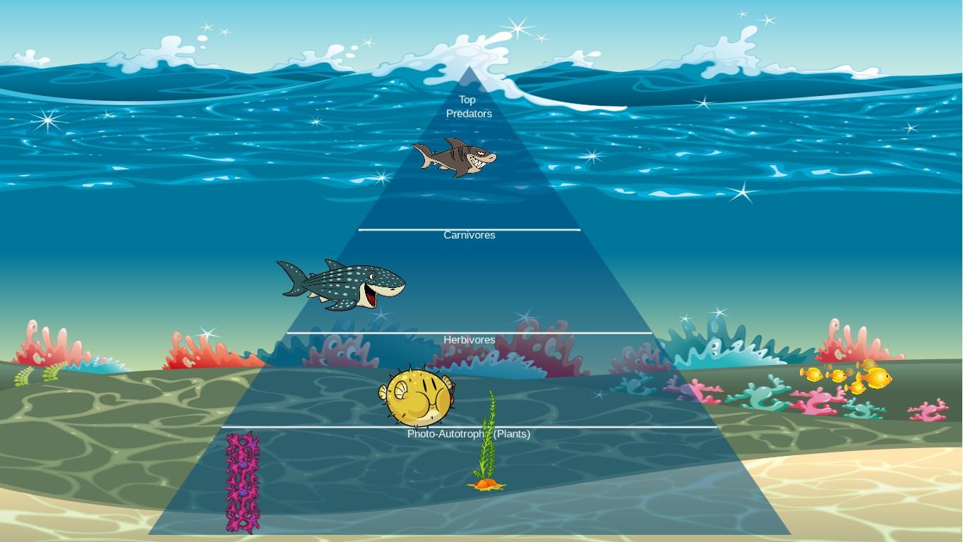 Ocean Ecological Pyramid