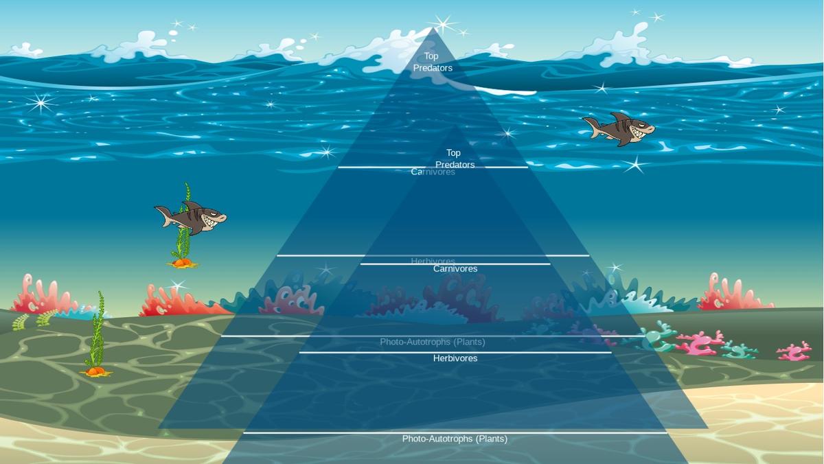 Ocean Ecological Pyramid
