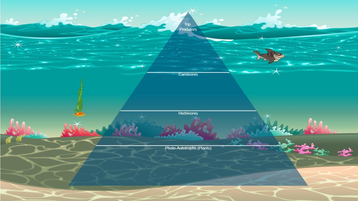 Ocean Ecological Pyramid