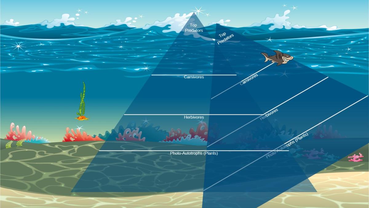 Ocean Ecological Pyramid