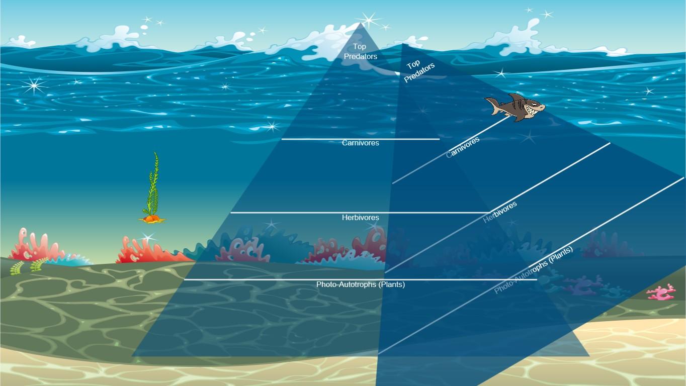 Ocean Ecological Pyramid