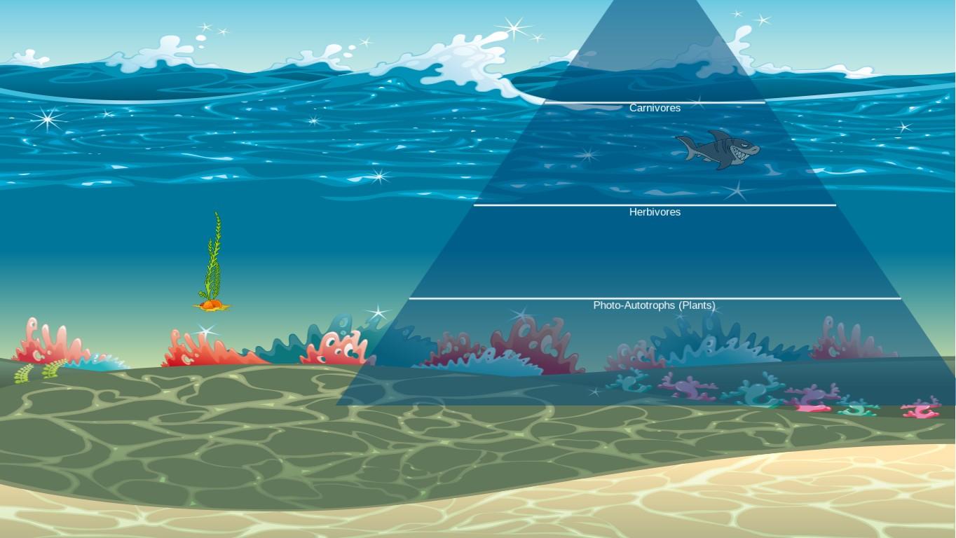 Ocean Ecological Pyramid
