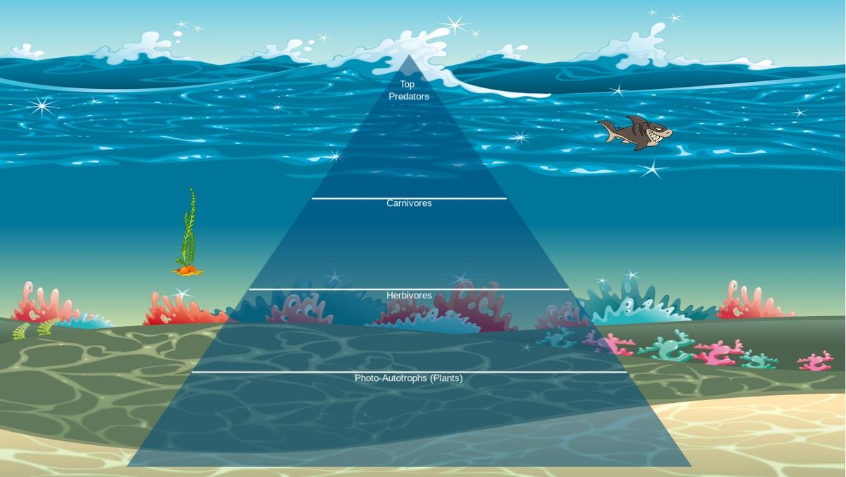 Ocean Ecological Pyramid