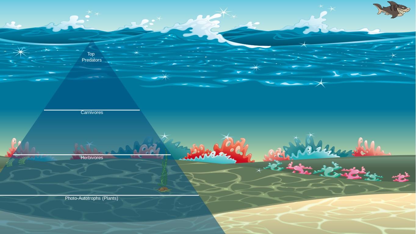 Ocean Ecological Pyramid
