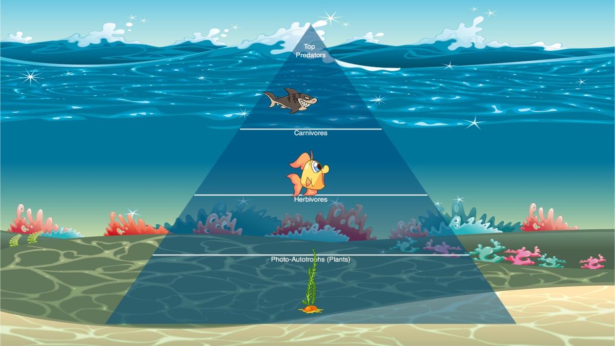 Ocean Ecological Pyramid