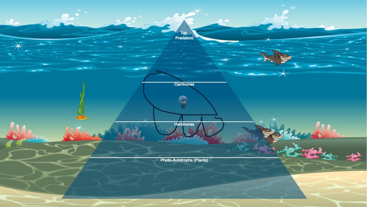 Ocean Ecological Pyramid