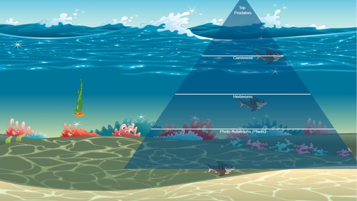 Ocean Ecological Pyramid