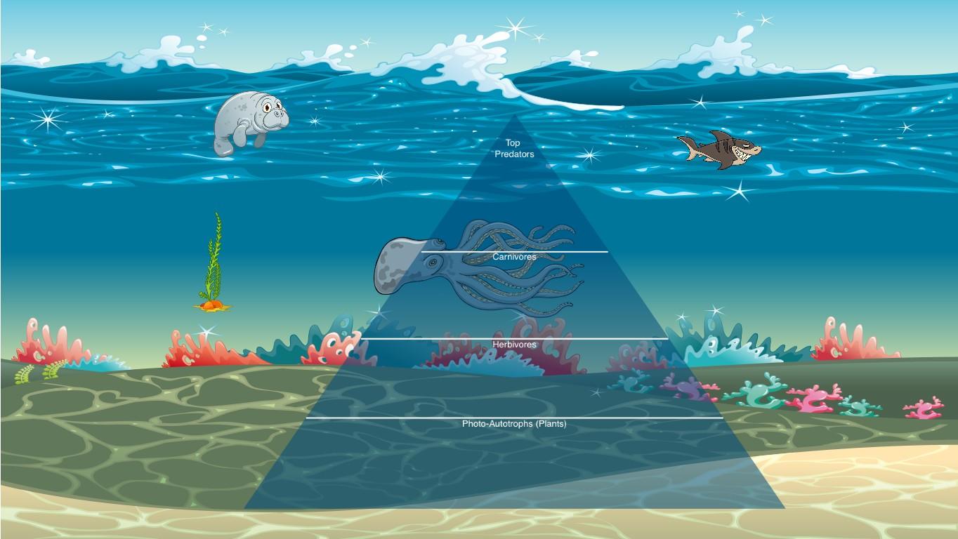 Ocean Ecological Pyramid
