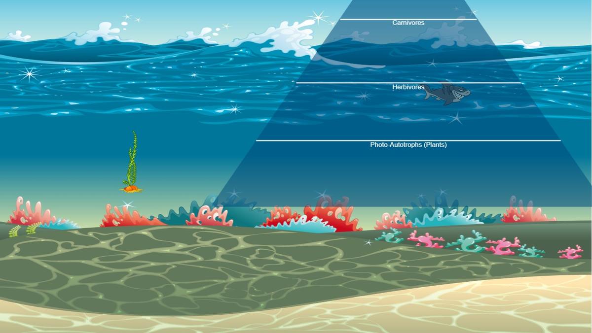 Ocean Ecological Pyramid