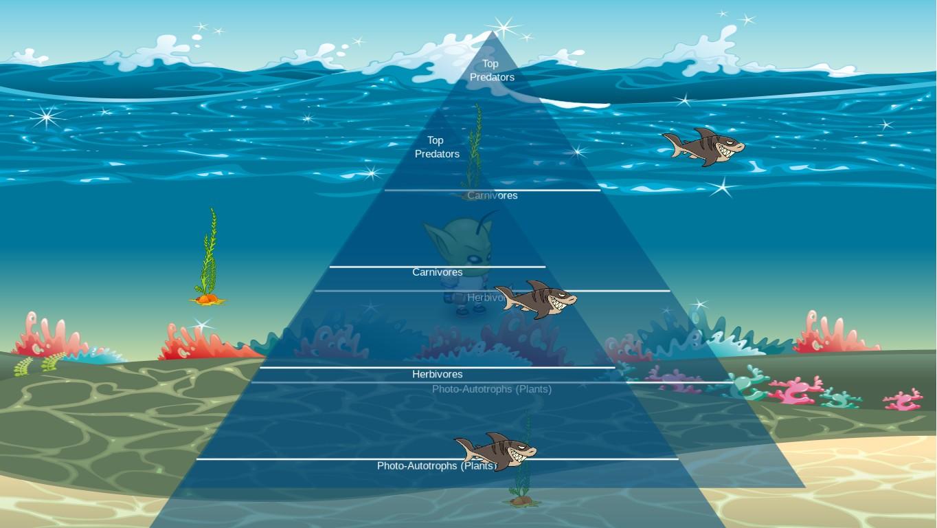 Ocean Ecological Pyramid
