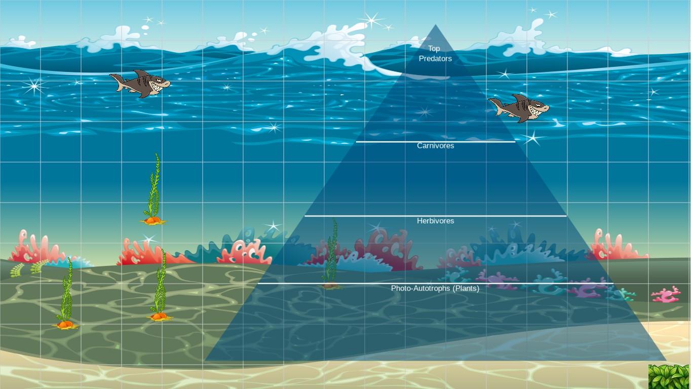 Ocean Ecological Pyramid
