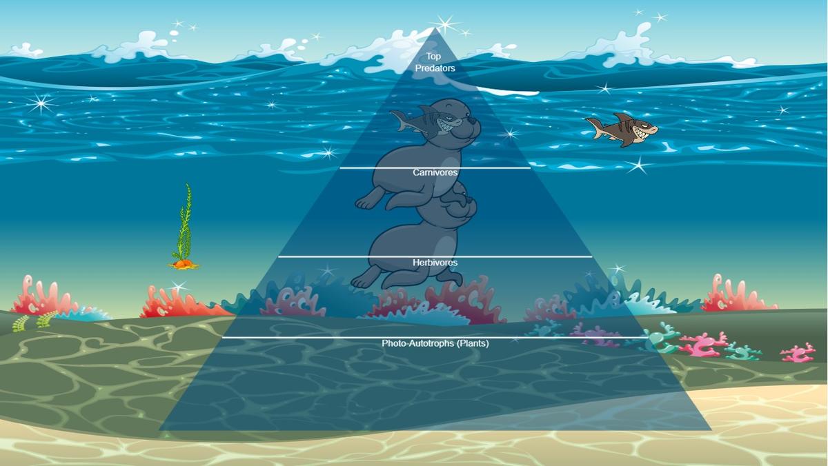 Ocean Ecological Pyramid