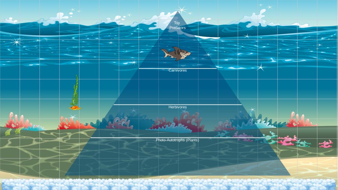 Ocean Ecological Pyramid