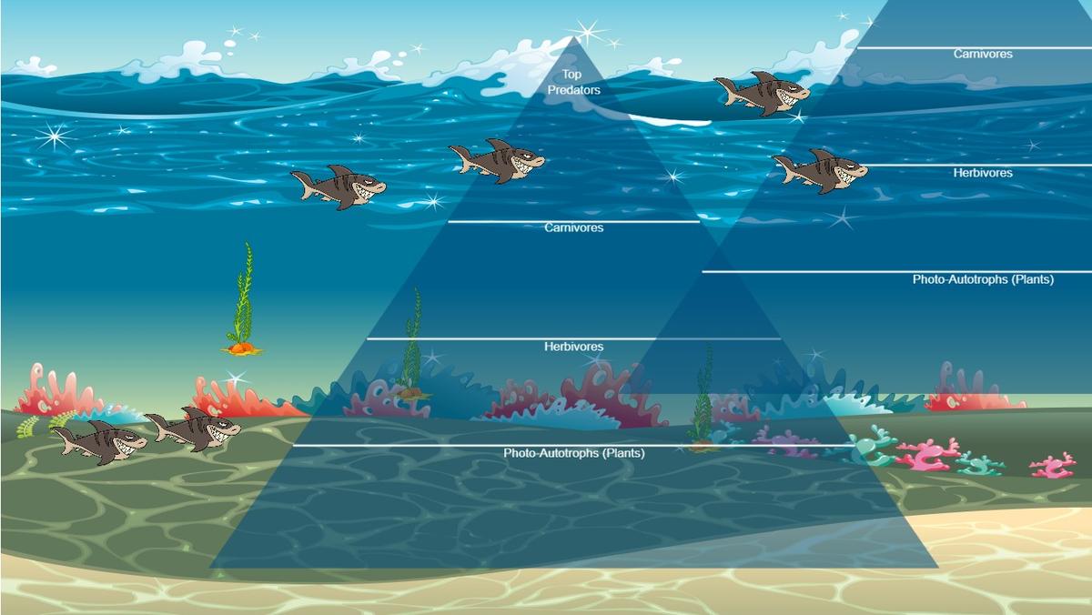 Ocean Ecological Pyramid