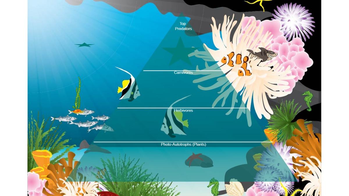 Ocean Ecological Pyramid