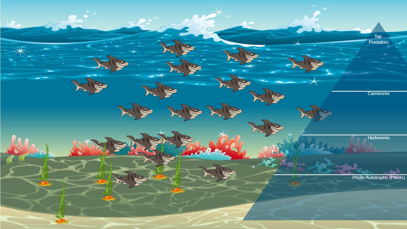 Ocean Ecological Pyramid