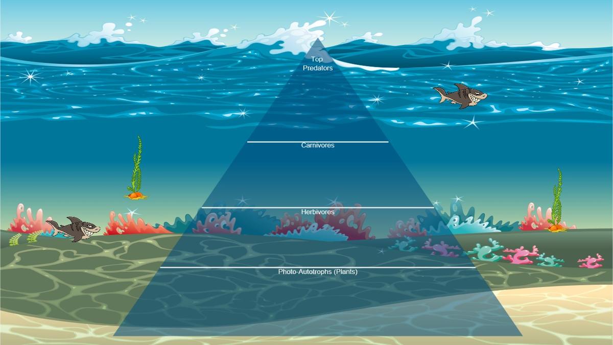 Ocean Ecological Pyramid
