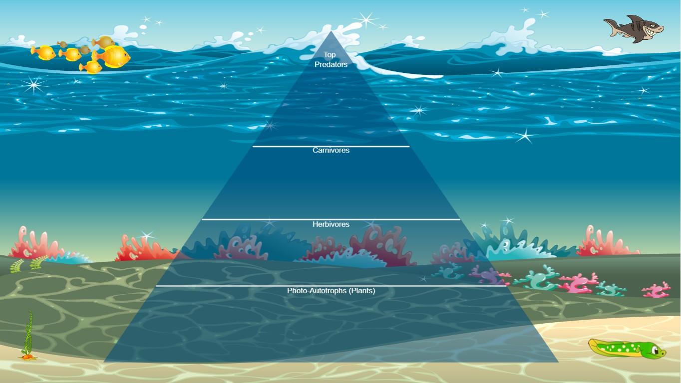Ocean Ecological Pyramid