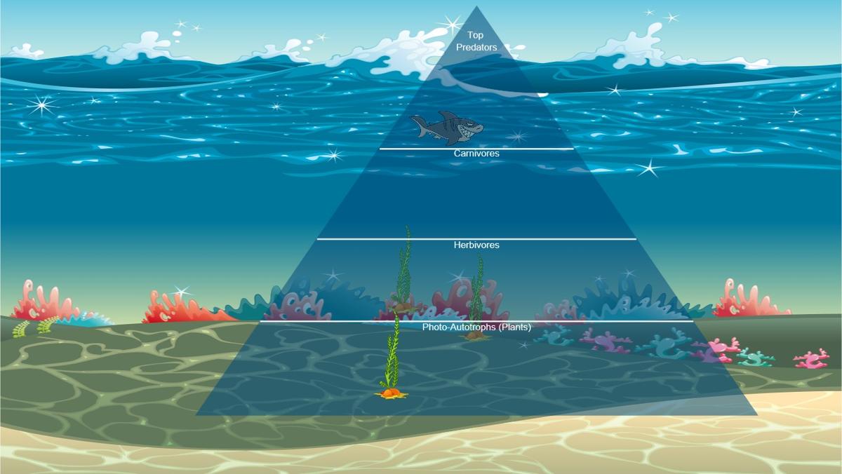 Ocean Ecological Pyramid