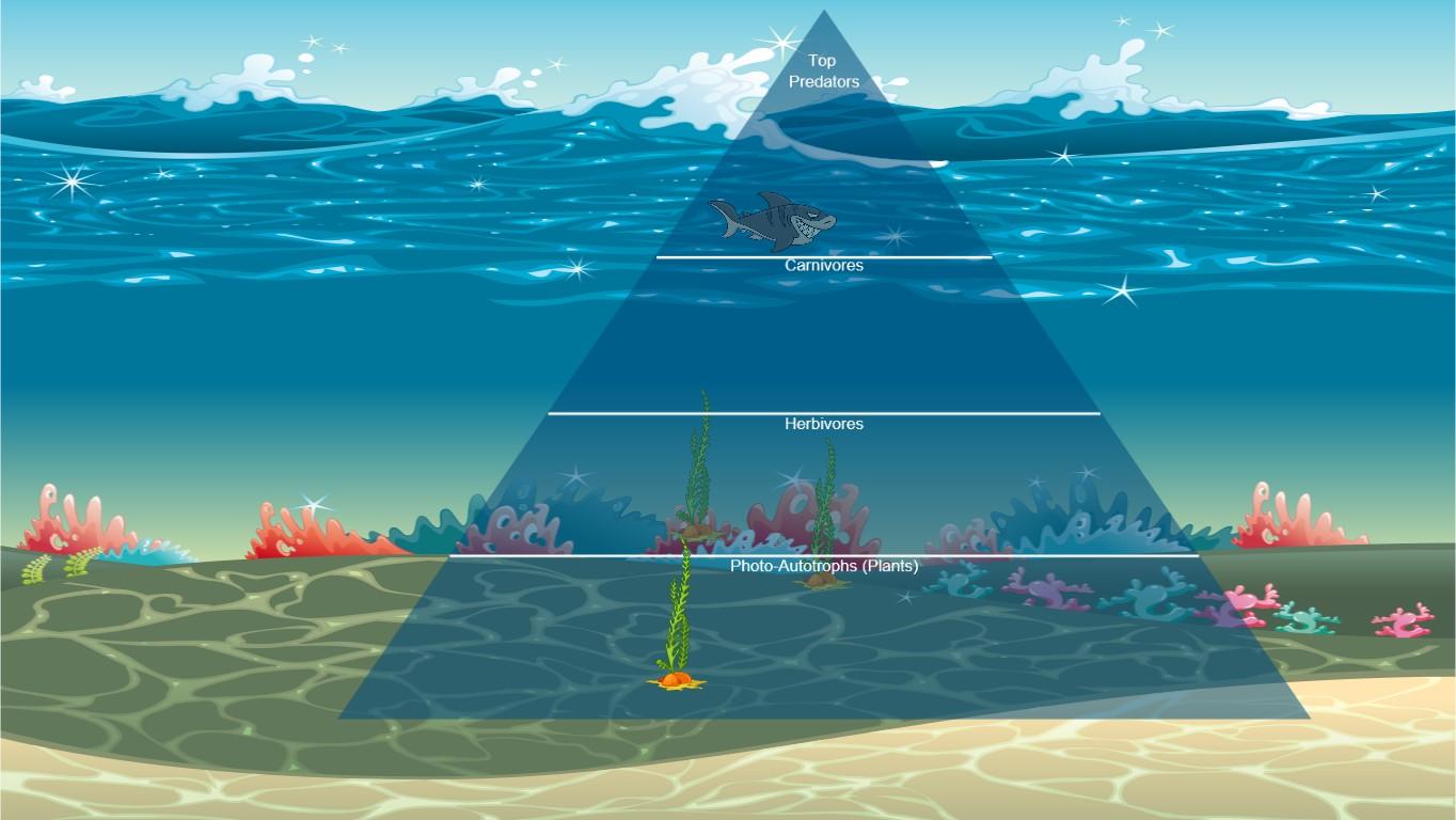 Ocean Ecological Pyramid
