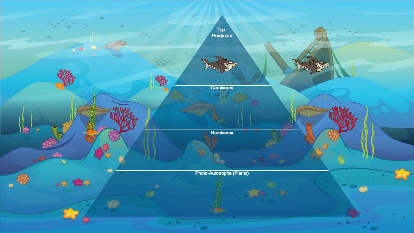 Ocean Ecological Pyramid