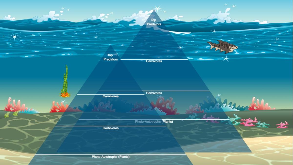 Ocean Ecological Pyramid