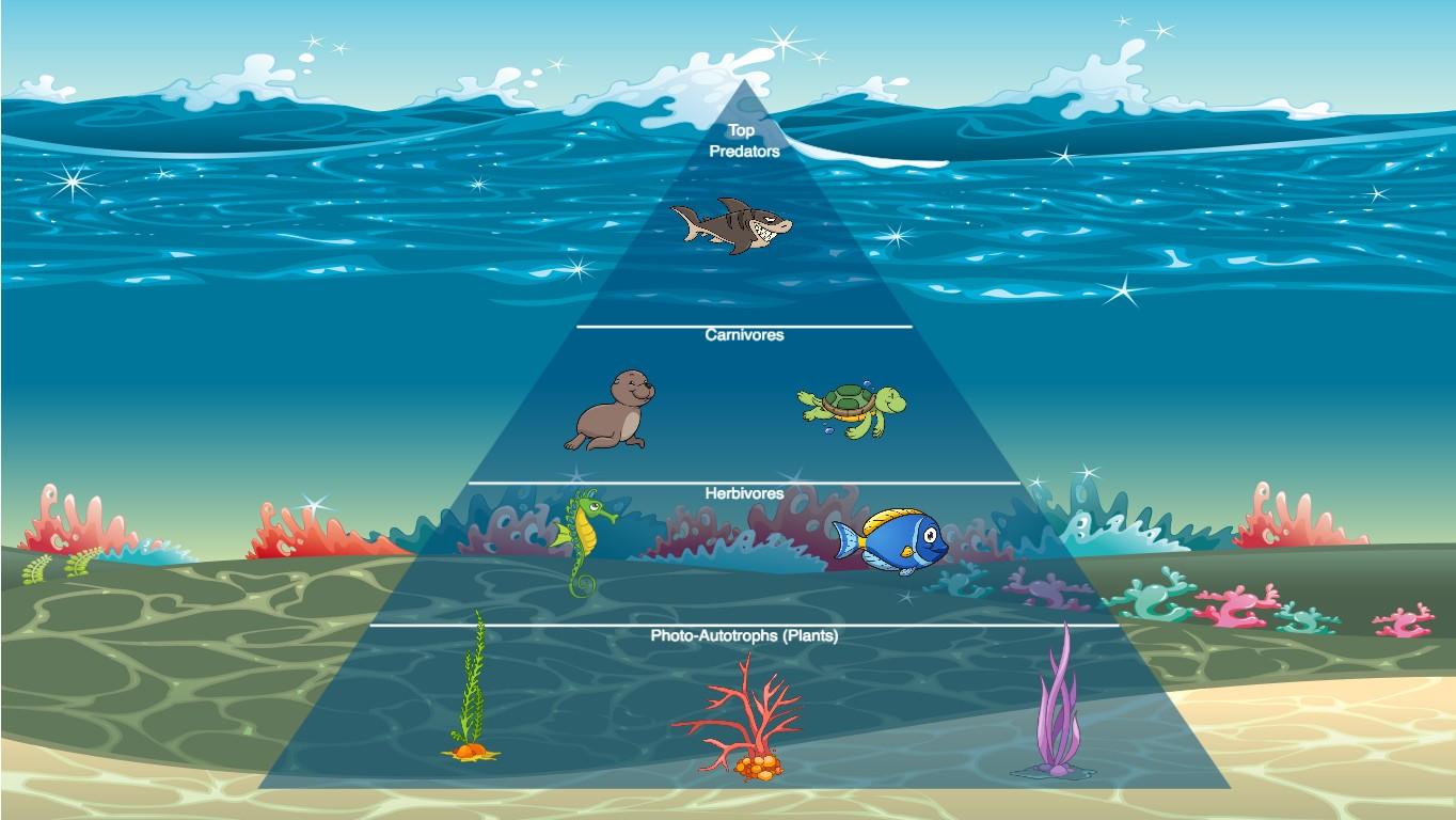 Ocean Ecological Pyramid
