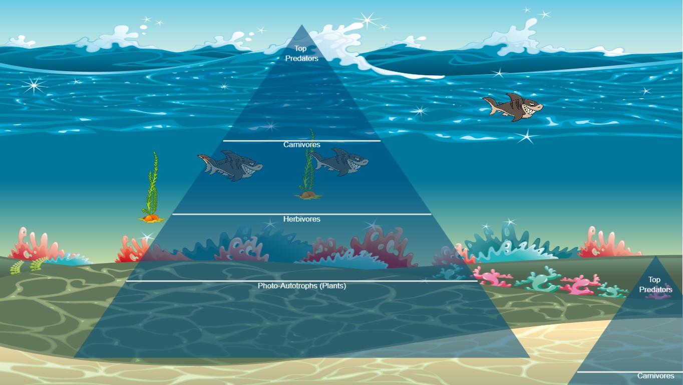 Ocean Ecological Pyramid