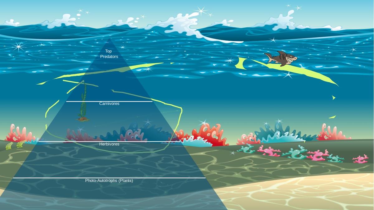 Ocean Ecological Pyramid