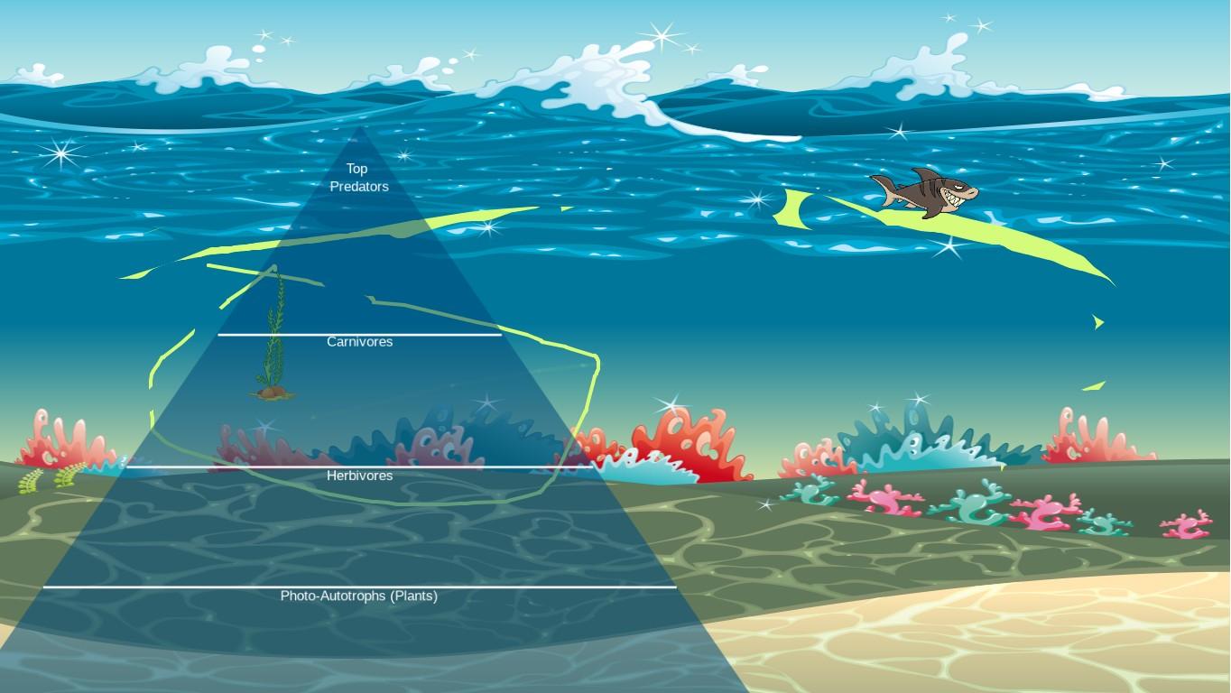 Ocean Ecological Pyramid