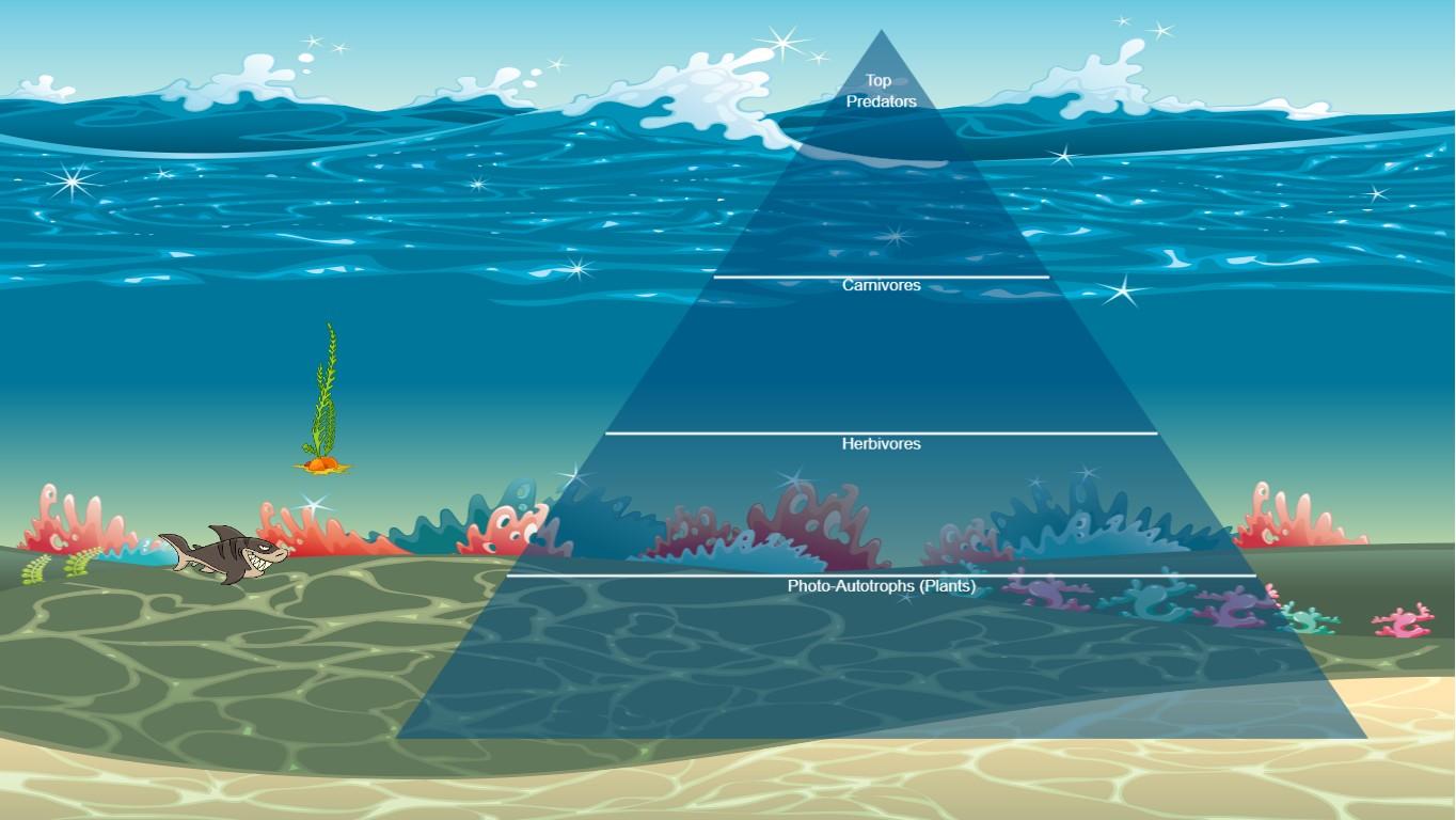 Ocean Ecological Pyramid