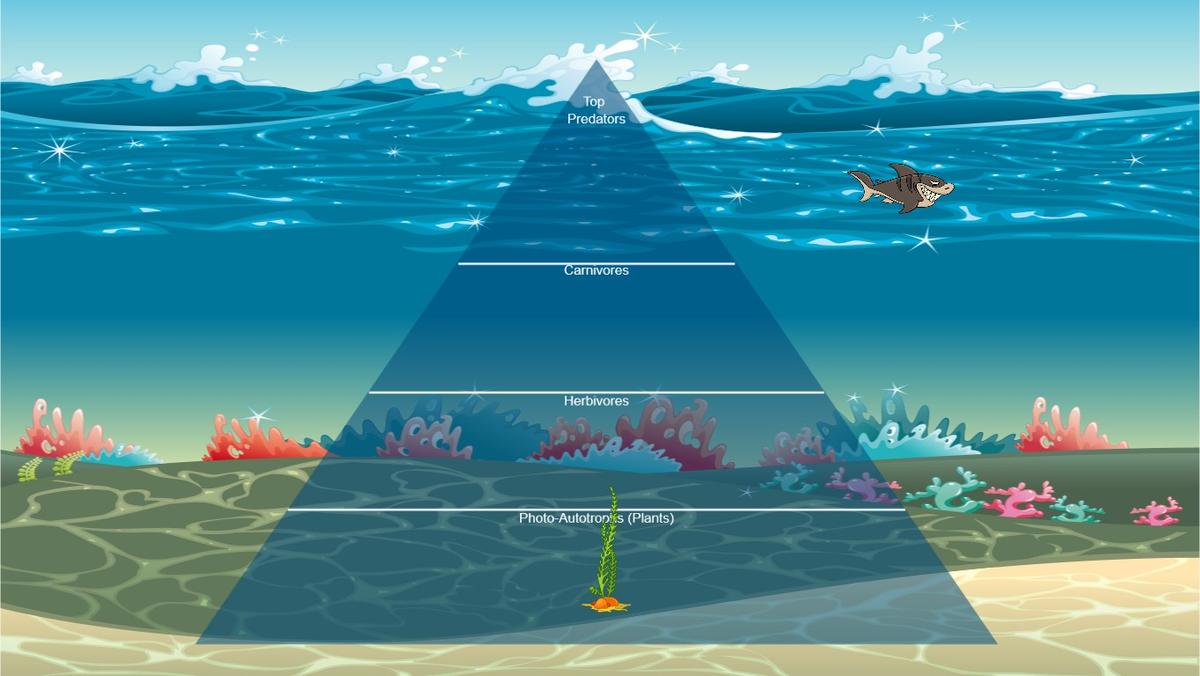Ocean Ecological Pyramid