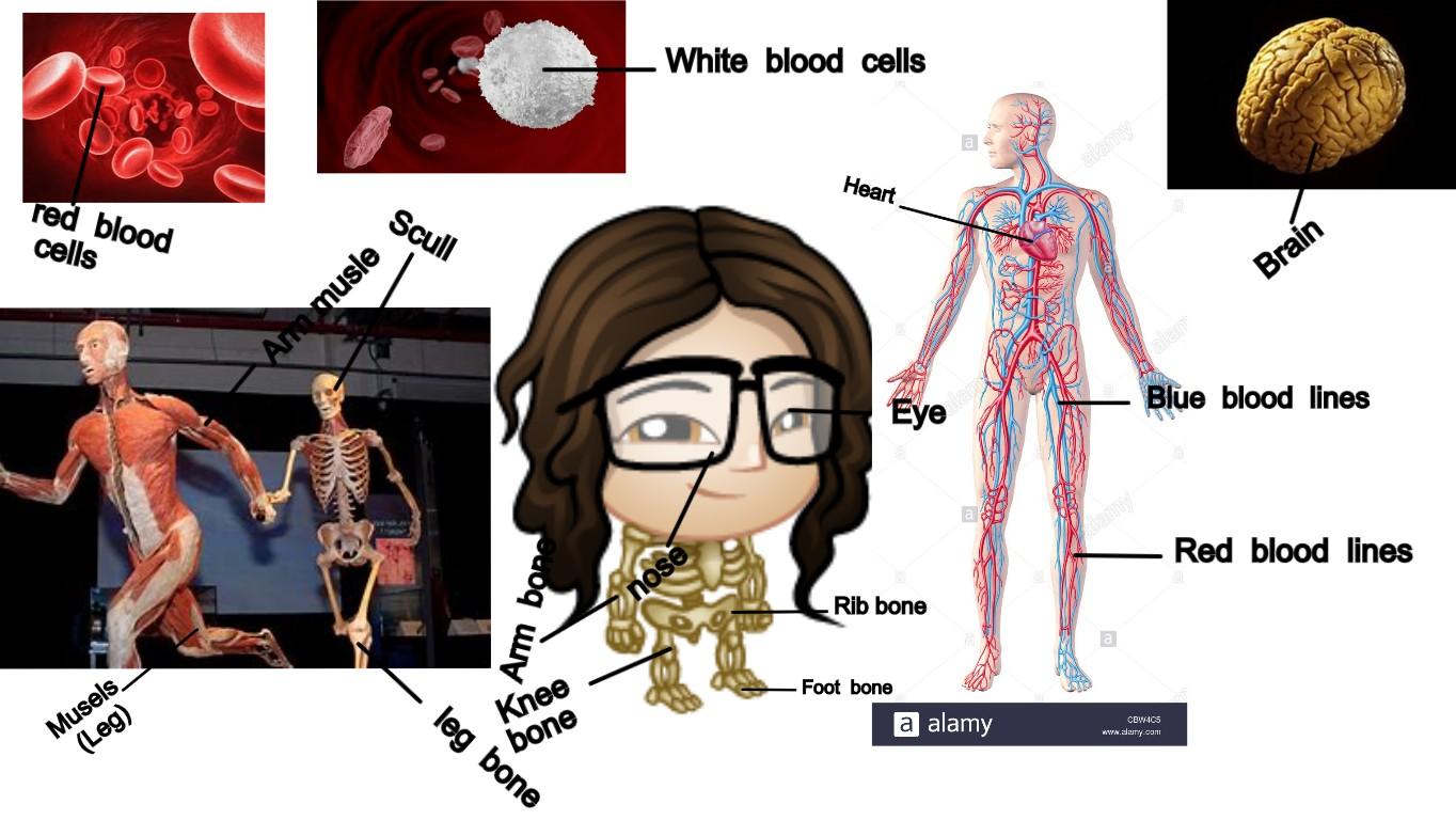 Learn about your Body!