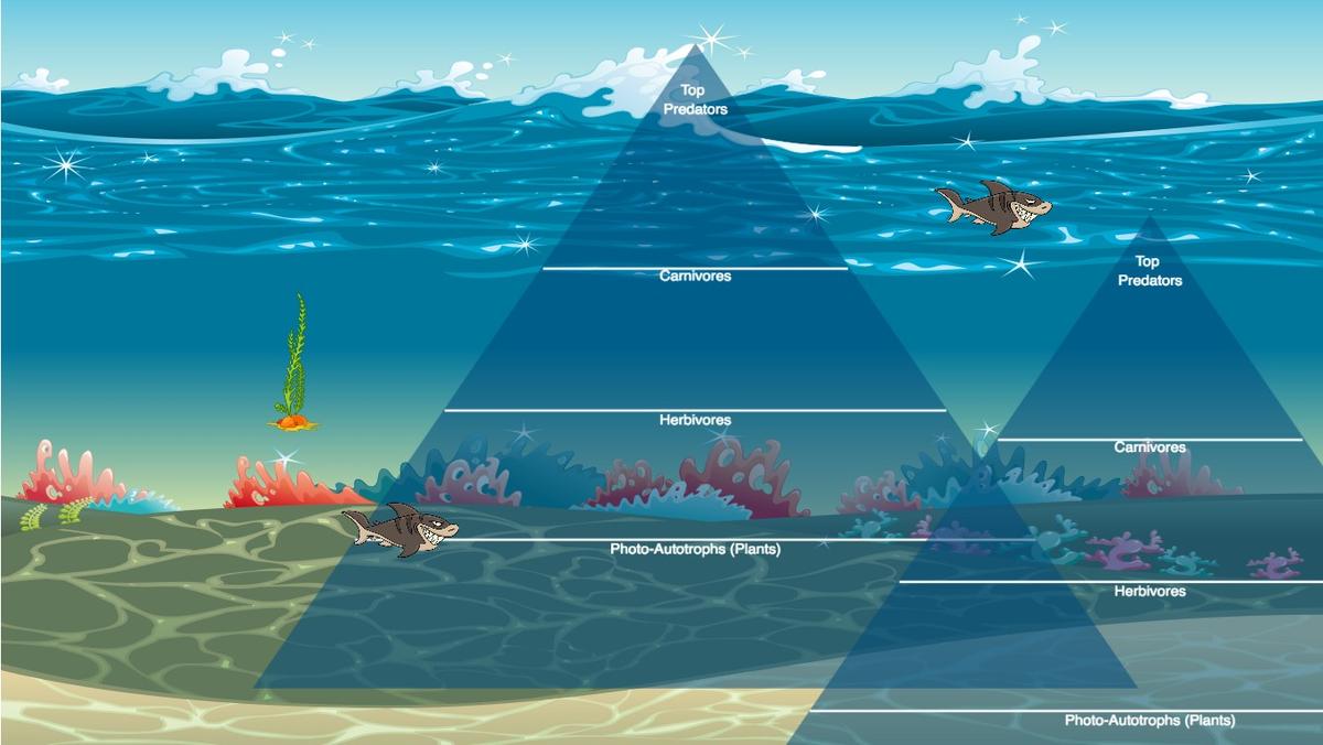 Ocean Ecological Pyramid