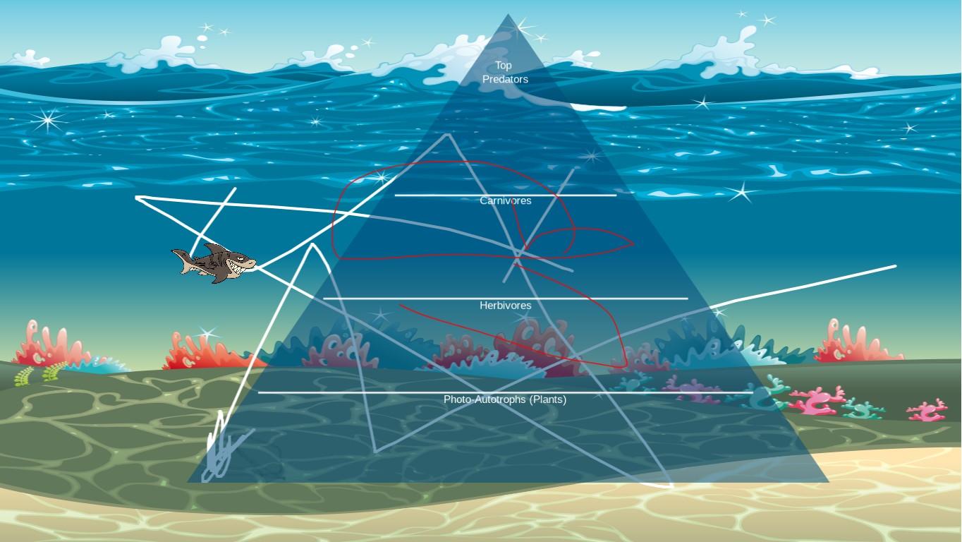 Ocean Ecological Pyramid