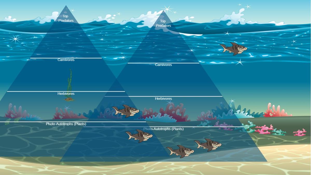 Ocean Ecological Pyramid