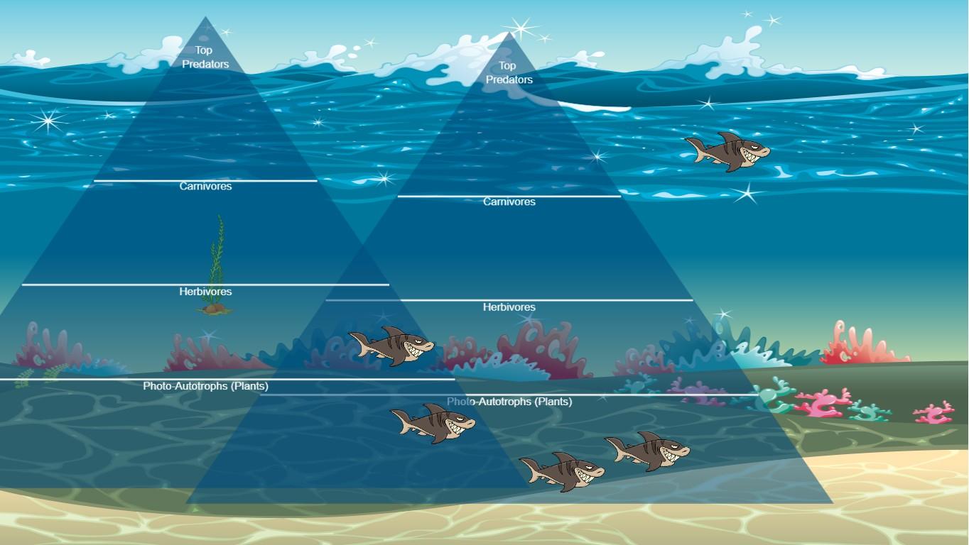 Ocean Ecological Pyramid