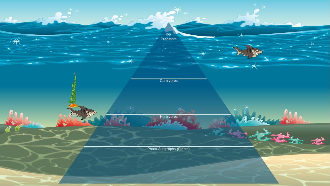 Ocean Ecological Pyramid