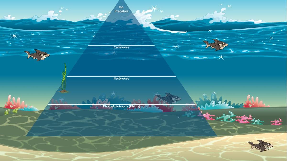 Ocean Ecological Pyramid